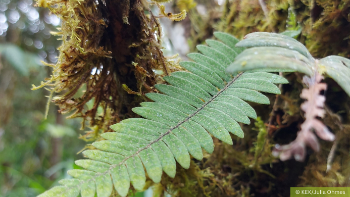 Flora Ecuador KEK Karlsruhe