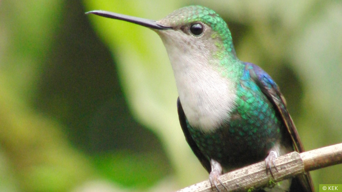 Kolibri Ecuador